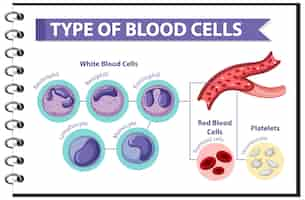 Type Blood Cells Medical Information 1308 49896